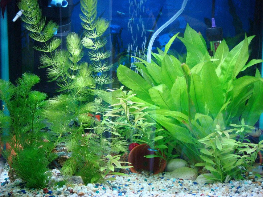 Rated #129: 12 Gallons Planted Tank - my tank
