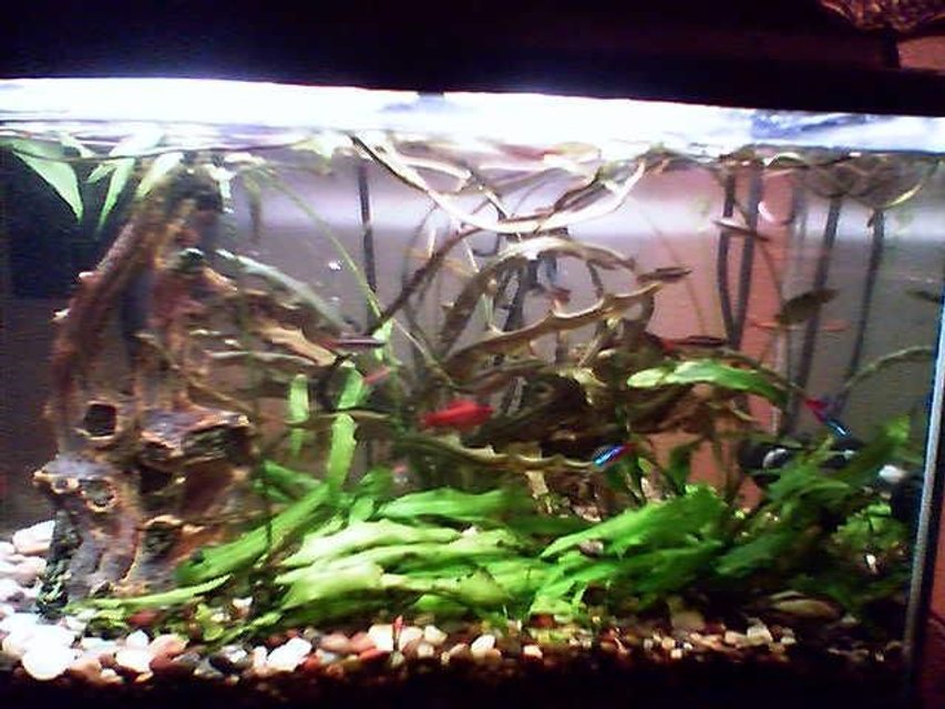 Rated #199: 38 Gallons Planted Tank - 10 Gallon Tank, White Cloud Minnows, Cherry Barbs, One Giant Oyster