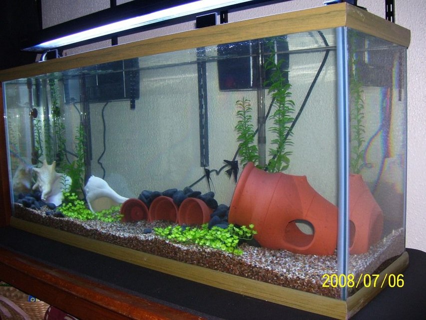 Rated #302: 75 Gallons Planted Tank - 75g with 2 black angels and 2 albino corys. Fake plants for now!  200 watt heater and 110 watts of lighting!
