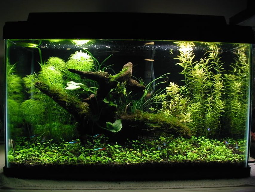 Rated #12: Planted Tank - A 10g planted tank.

10 x Neon Tetras

DIY CO2 injection, ~3 WPG lighting.