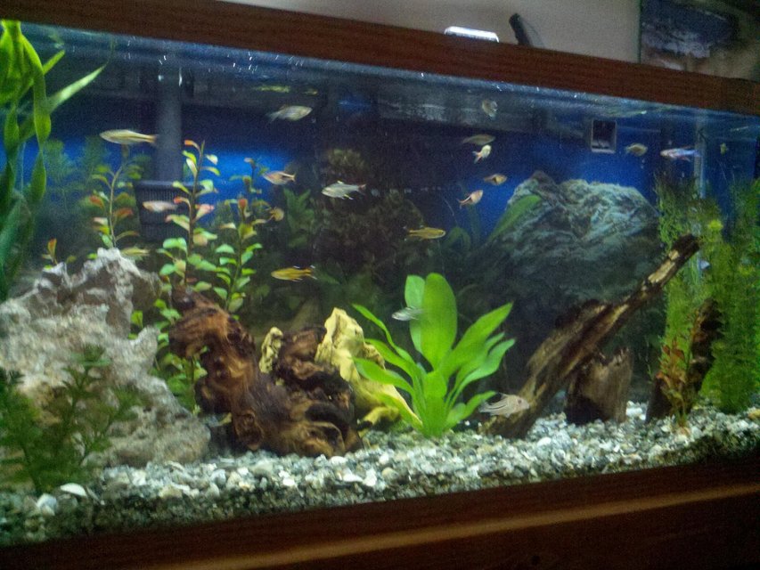 Rated #83: 30 Gallons Planted Tank - My 30 gallon with the new LED lights installed