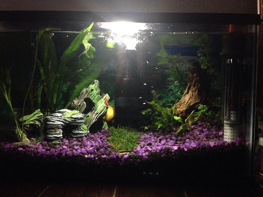 Rated #61: 6 Gallons Planted Tank - First fresh water planted tank.