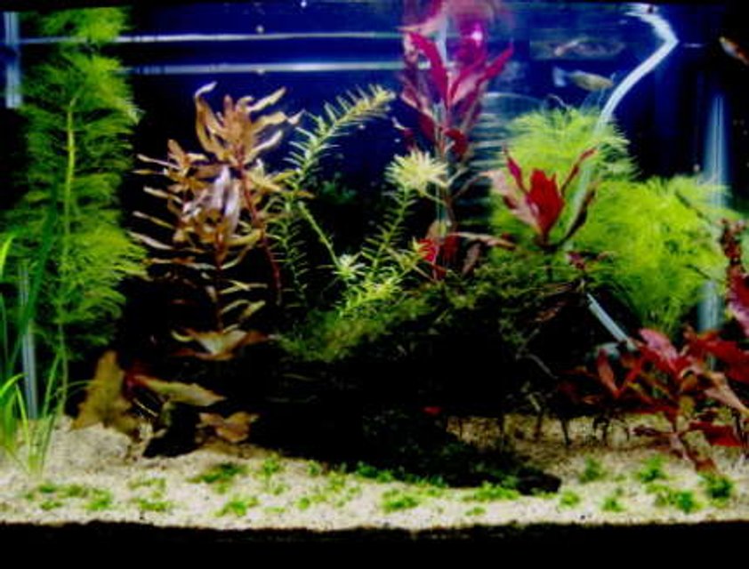 Rated #156: 10 Gallons Planted Tank - Here is a more recent photo that I promised.  The picture that I had on my profile before was a really outdated picture.