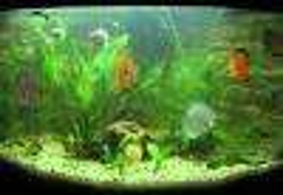 Rated #231: 40 Gallons Planted Tank