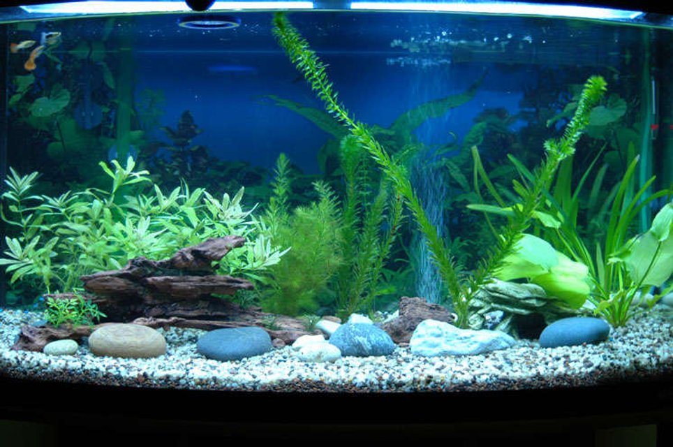 Rated #127: 46 Gallons Planted Tank - my new tank