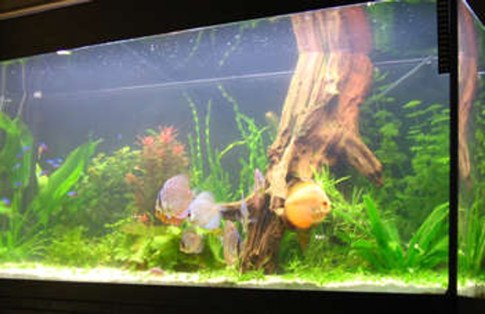 Rated #104: 70 Gallons Planted Tank - 3 month old setup