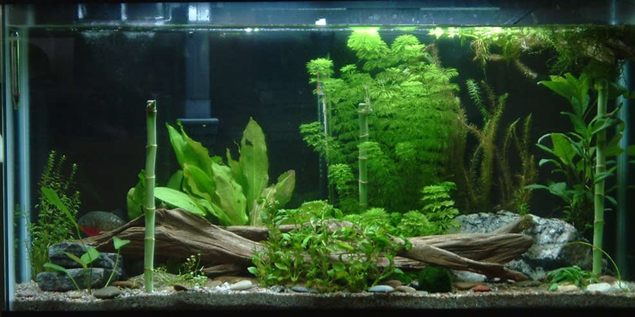 Rated #108: 40 Gallons Planted Tank - 38 gallon planted. only a 20watt superflux bulb. Driftwood, rocks, sand substrate. floating is a piece of driftwood with mass amounts of java moss growing on it.