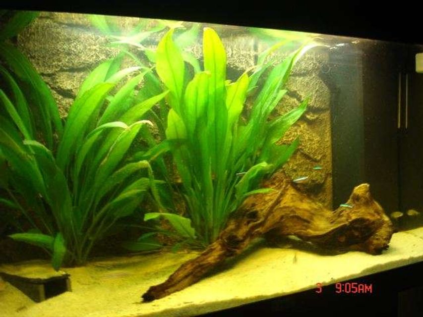 Rated #160: 28 Gallons Planted Tank - it's been set up sonce christmas and has a juwel rock structured background