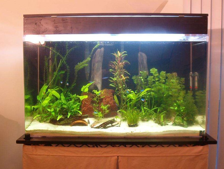Rated #119: 50 Gallons Planted Tank - This is a planted fish tank.