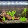 5 gallons planted tank (mostly live plants and fish) - My tank