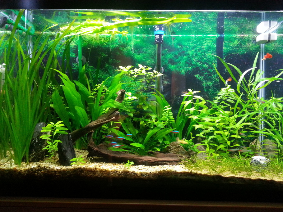 live plants for fish tank