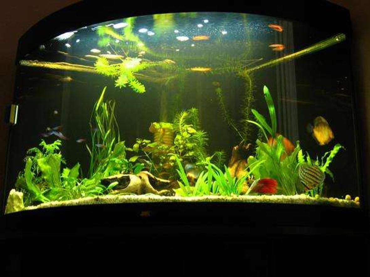 190 gallons planted tank (mostly live plants and fish) - my old aquarium