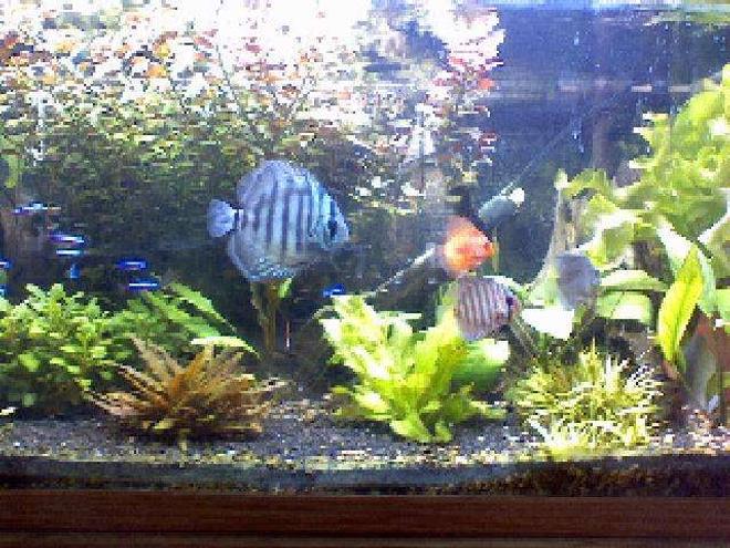freshwater fish - symphysodon aequifasciata - royal blue discus stocking in 60 gallons tank - all 4 of my discus and some of my cardinals