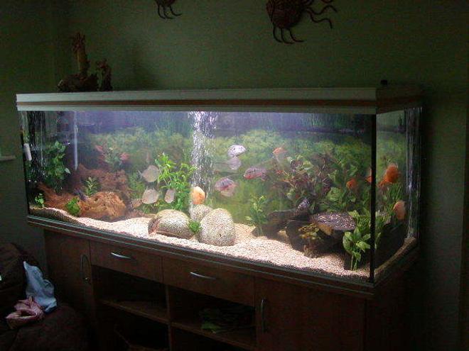 740 gallons freshwater fish tank (mostly fish and non-living decorations) - My big tank.... picture taken last year after set up, it's a much mature tank now and the fish a whole heap bigger. (740l Rena Aqualife 200)