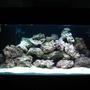 55 gallons saltwater fish tank (mostly fish, little/no live coral) - 120 DAS tank under construction......