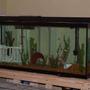 120 gallons freshwater fish tank (mostly fish and non-living decorations) - My 120 gallon aquarium.