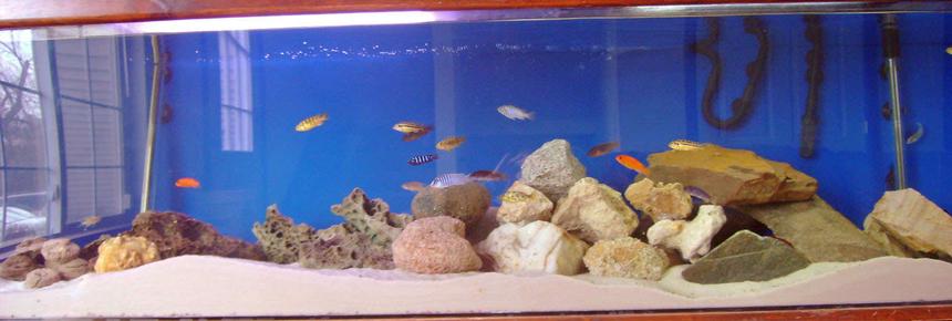 Rated #192: 125 Gallons Freshwater Fish Tank - my tank