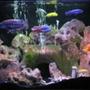 75 gallons freshwater fish tank (mostly fish and non-living decorations) - 75 gallon