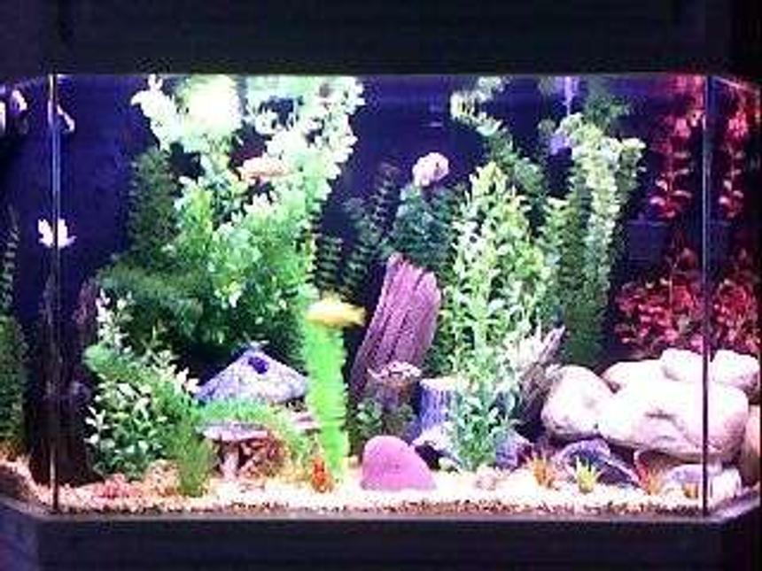 Rated #269: 75 Gallons Freshwater Fish Tank - flatback hex