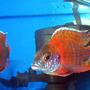 freshwater fish - aulonocara rubescens - ruby red peacock stocking in 55 gallons tank - Ruby Peacock