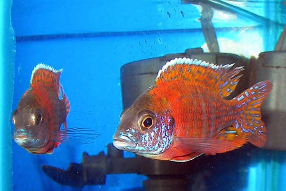freshwater fish - aulonocara rubescens - ruby red peacock stocking in 55 gallons tank - Ruby Peacock