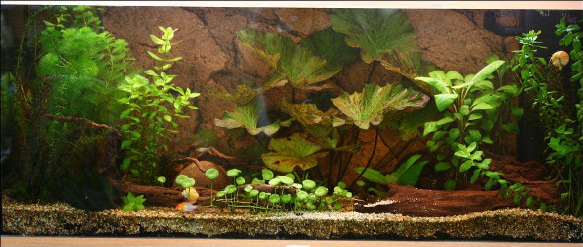 47 gallons planted tank (mostly live plants and fish) - My tank