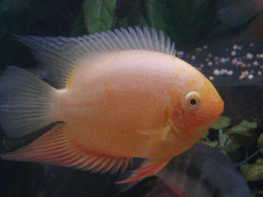 Rated #71: Freshwater Fish - Heros Serverus - Gold Severum Stocking In 740 Gallons Tank - One of my gold severums
