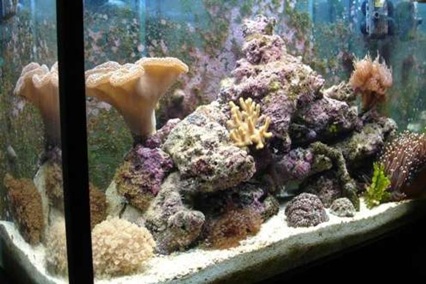 Rated #156: 32 Gallons Reef Tank - Tank at 6 months