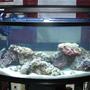 46 gallons saltwater fish tank (mostly fish, little/no live coral) - My 46g SW tank Newly set up. Will be a reef tank eventually.