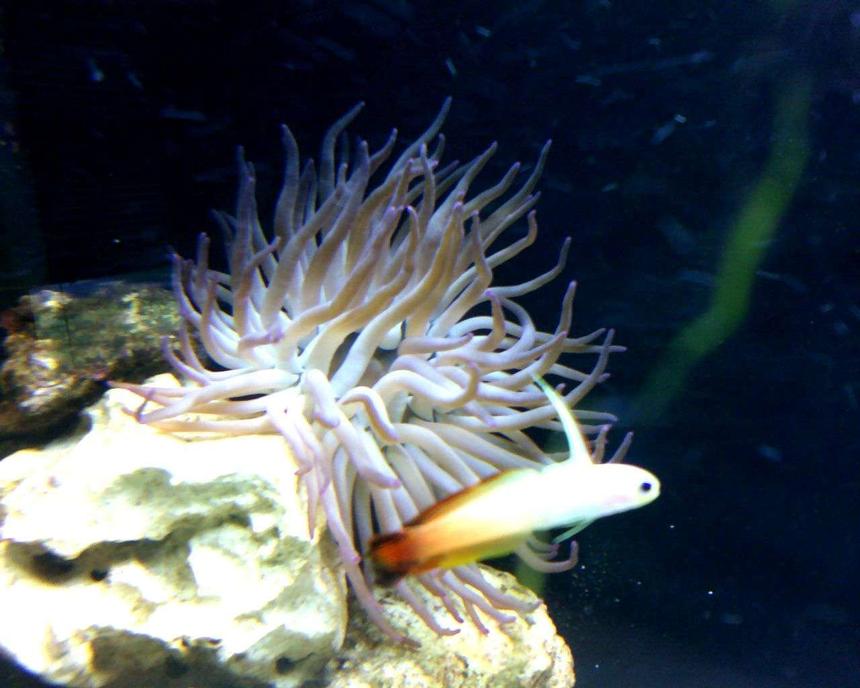 Rated #100: Saltwater Fish - Nemateleotris Magnifica - Firefish Stocking In 75 Gallons Tank - fire