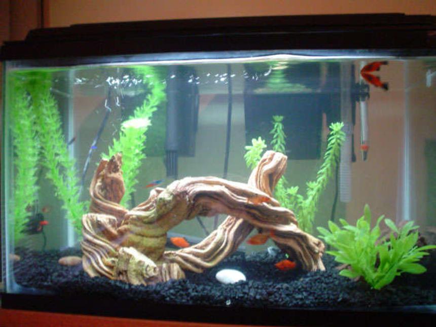 Rated #321: 10 Gallons Freshwater Fish Tank - my cool 10g tank