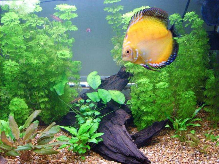 Rated #112: 50 Gallons Planted Tank - My Community Tank , 2 nearing adult discus , 3 juvinile discus, 6 Harlequin tetras, 1 Bristlenose Catfish, 1 Pakastani Loach. Custom Trickle filter plus internal powerhead with sponge. Lots of Plants unsure of species not a plant expert.
