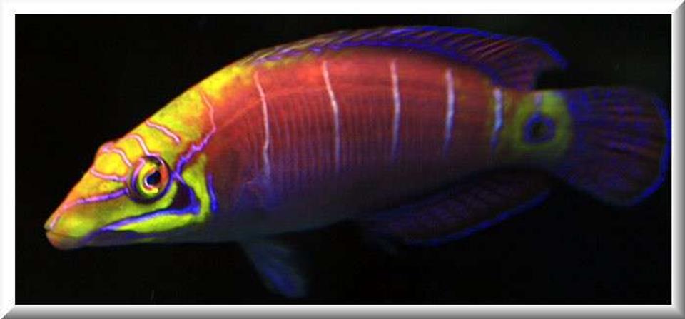 saltwater fish - pseudocheilinus ocellatus - mystery wrasse stocking in 500 gallons tank - Latin Name Pseudocheilinus ocellatus 
Common Name Mystery Wrasse 

An ideal fish for the reef aquarium, this recently described species was collected for the trade long before it was described. Once thought to occur only in a few isolated areas, it has been recorded from Australia, Marshall Islands and other locations throughout the Indo-Pacific. Found only in deep water, further exploration will likely expand its range. Bold and hardy with a great appetite, The Five Bar Wrasse is ideal for the reef or fish only aquarium. Also known as "Mystery Wrasse" and "Tail Spot Wrasse". Average size is around 1"-2".