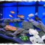 75 gallons freshwater fish tank (mostly fish and non-living decorations) - 75 Gal African Cichlid Tank