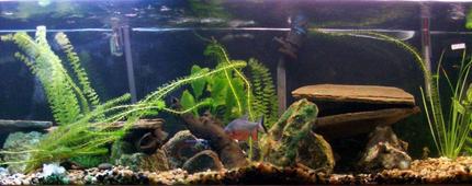 125 gallons planted tank (mostly live plants and fish) - 125 Gallon