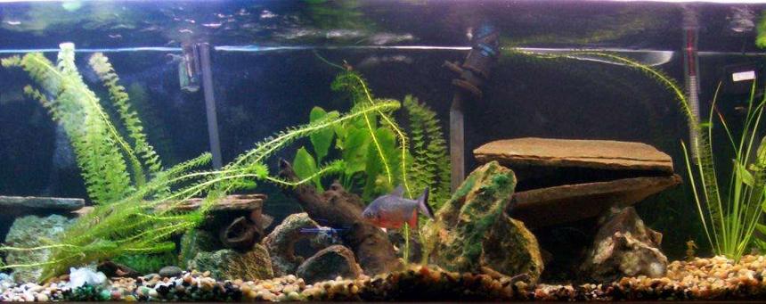 Rated #185: 125 Gallons Planted Tank - 125 Gallon