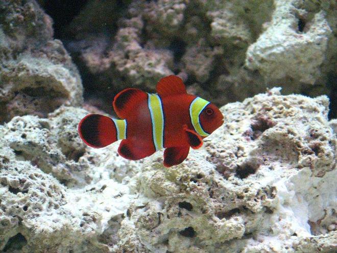 saltwater fish - premnas biaculeatus - yellowstripe maroon clownfish stocking in 55 gallons tank - gold stripe maroon clown