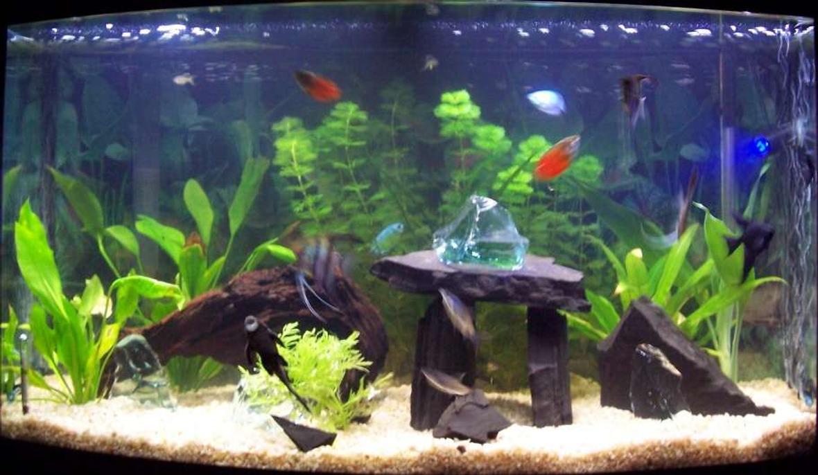 46 gallons planted tank (mostly live plants and fish) - One of the many set ups of this tank. I usually change it around weekly to keep the Angel fish guessing.