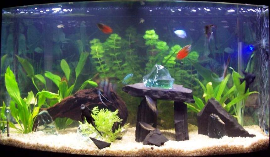 Rated #196: 46 Gallons Planted Tank - One of the many set ups of this tank. I usually change it around weekly to keep the Angel fish guessing.