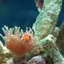 saltwater fish - amphiprion ocellaris - ocellaris clownfish stocking in 90 gallons tank - nemo hiding