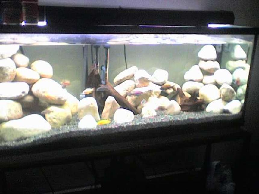 Rated #297: 65 Gallons Freshwater Fish Tank - umm off my phone so dnt hate to much for the bad quality
