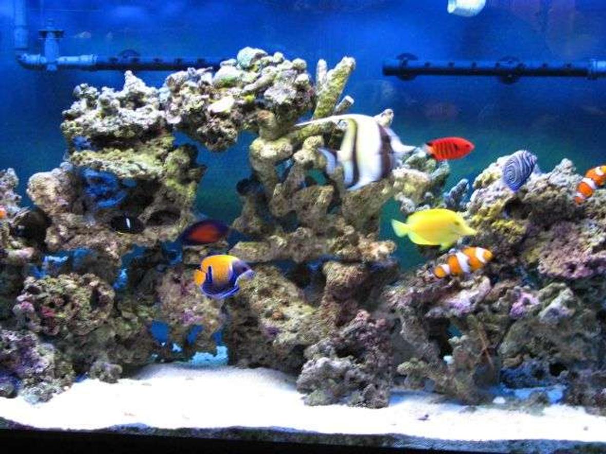 90 gallons saltwater fish tank (mostly fish, little/no live coral) - My 90 Gallons Tank with fishes only