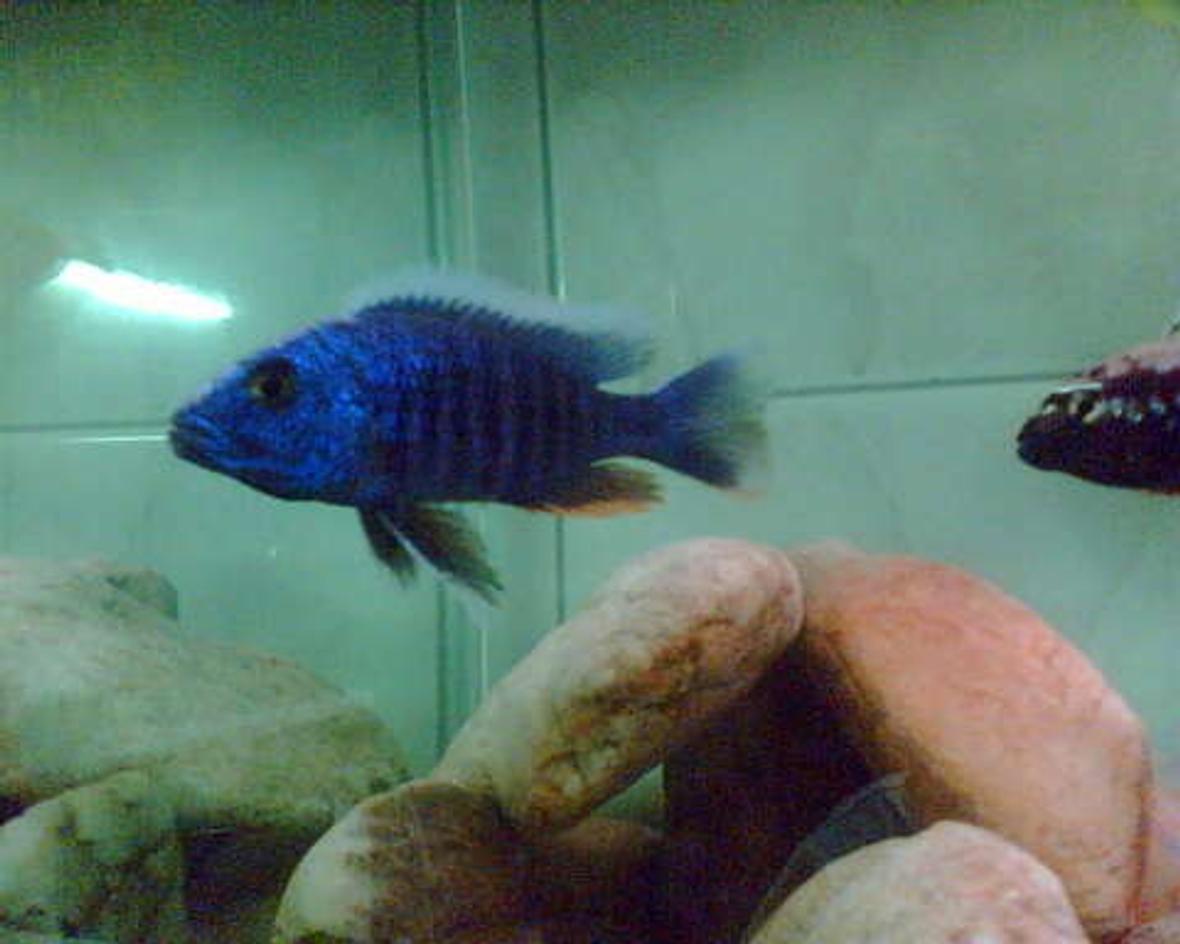 freshwater fish - aulonocara stuartgranti - peacock cichlid stocking in 50 gallons tank - none