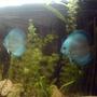 freshwater fish - symphysodon sp. - blue diamond discus stocking in 120 gallons tank - Check this out.A Blu Diamond Pair