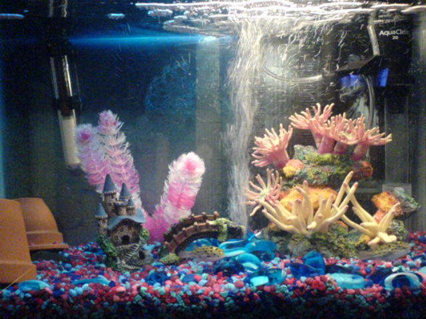 Rated #564: 10 Gallons Freshwater Fish Tank - 2x Green Spotted Puffer
10x Ghost Shrimp