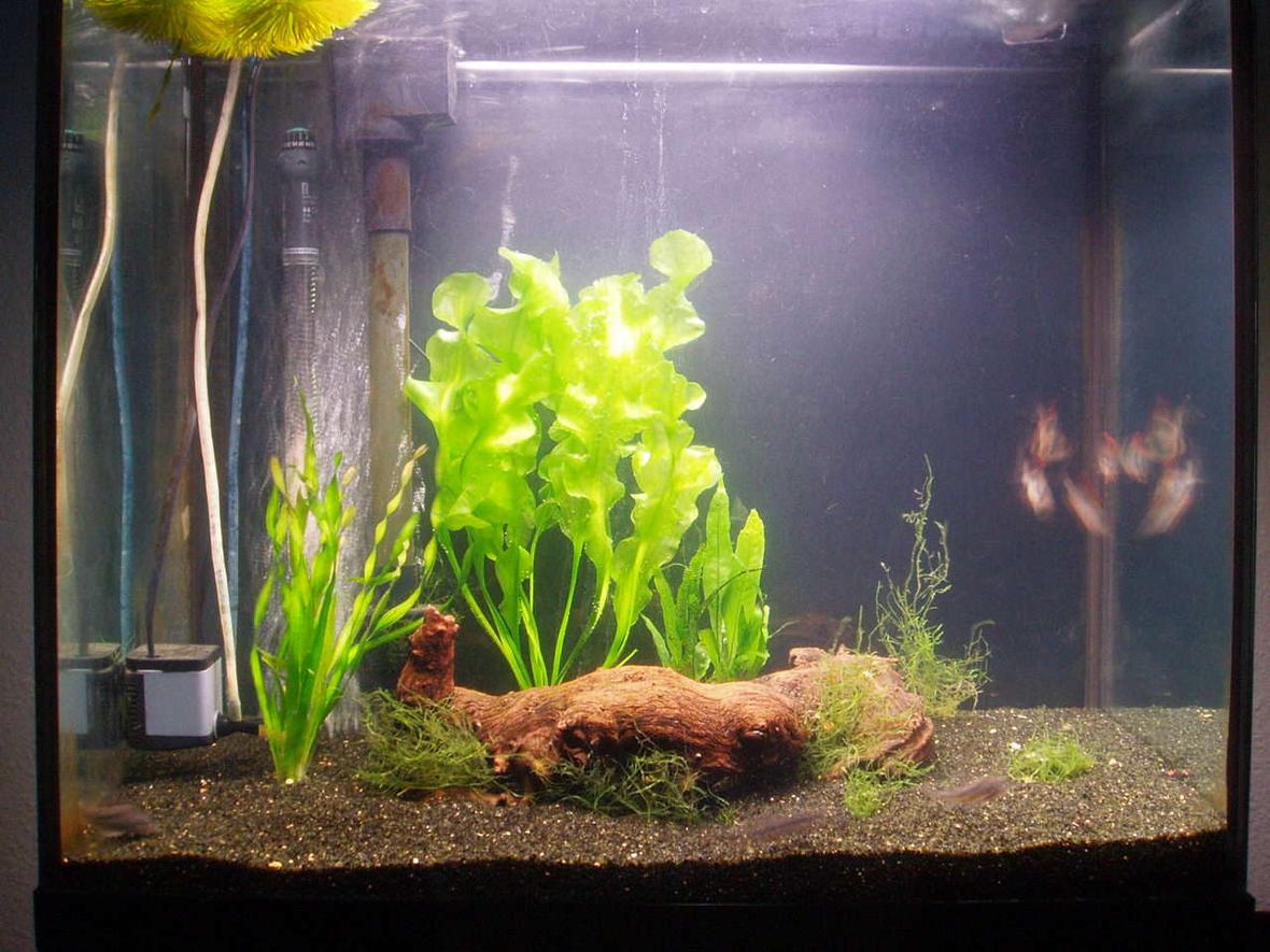 22 gallons planted tank (mostly live plants and fish) - New plants bought today.