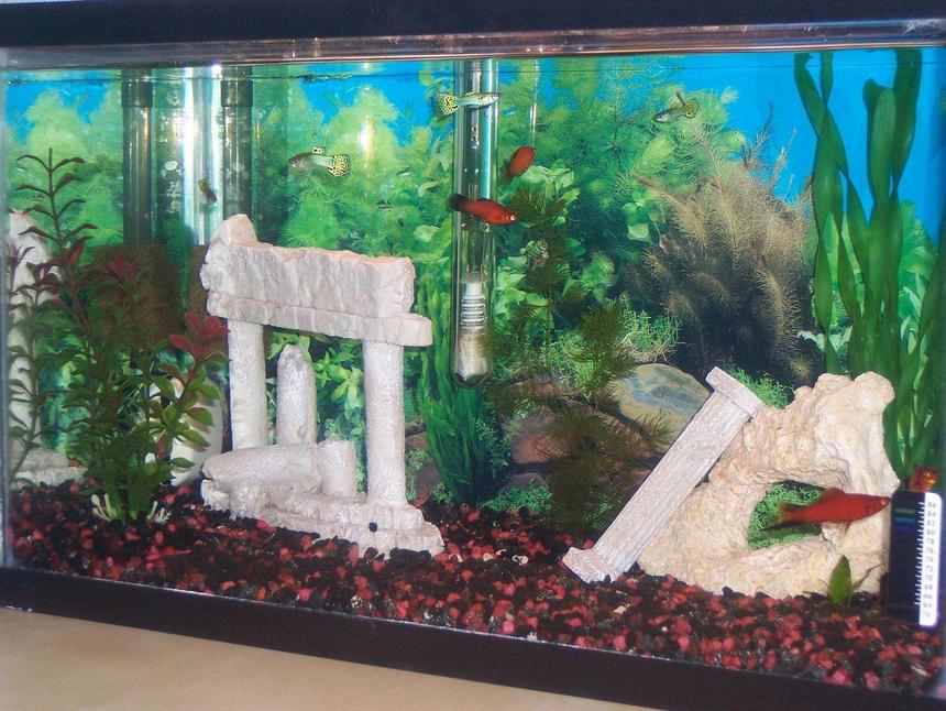 Rated #473: 10 Gallons Freshwater Fish Tank - Don't know how to take good pictures yet...but here's my own personal Sparta.