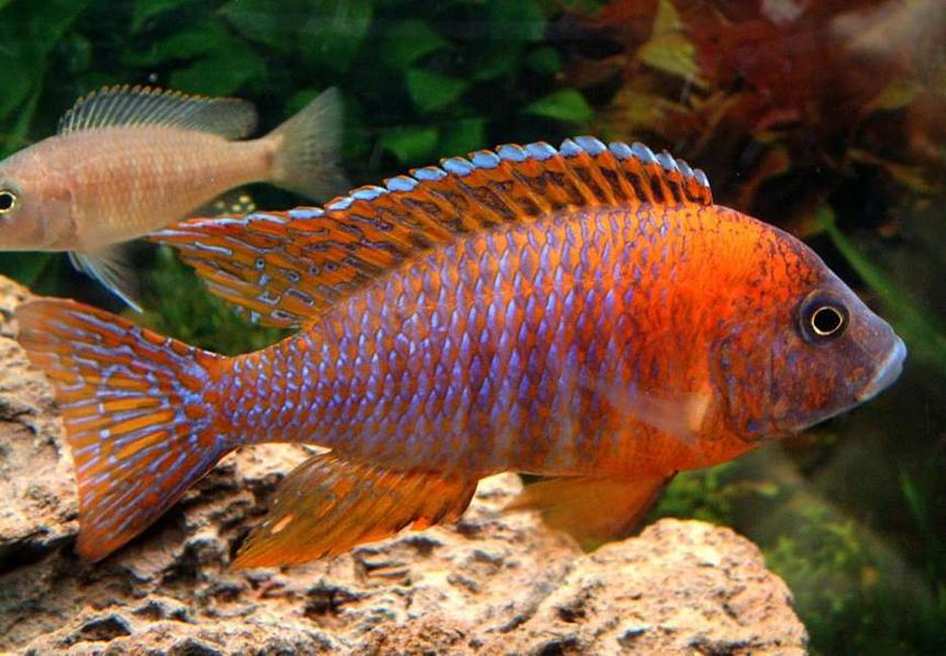 Rated #2: Freshwater Fish - Aulonocara Rubescens - Ruby Red Peacock Stocking In 55 Gallons Tank - Red Peacock close up. Manual, Micro mode, no flash.
