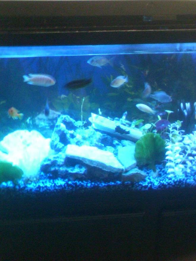 55 gallons freshwater fish tank (mostly fish and non-living decorations) - my assorted cichlid tank