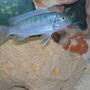 freshwater fish - metriaclima callainos - cobalt blue zebra cichlid stocking in 30 gallons tank - African Cichild